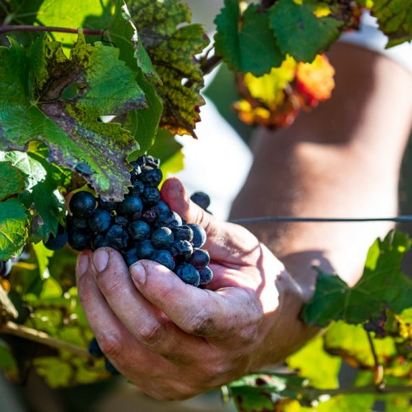 Raccolta manuale dell'uva nelle vigne di Gori Agricola a Nimis